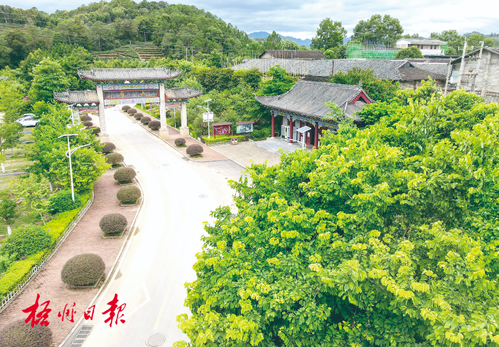 梧州全市生態(tài)茶園面積達(dá)33.34萬(wàn)畝！