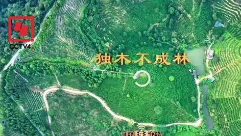 央視、學習強國等十多個平臺同時推送梧州采春茶．梧州六堡茶